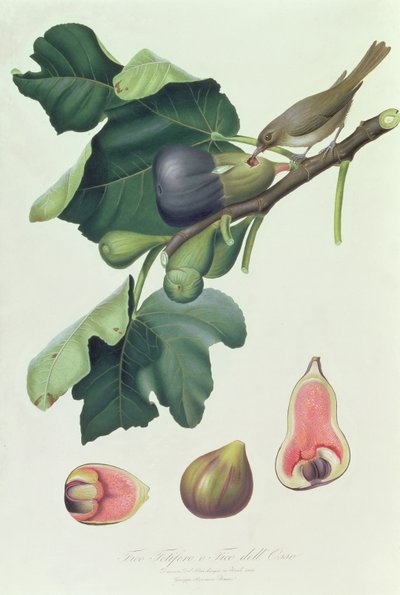 Fico fetifero und Fico dell